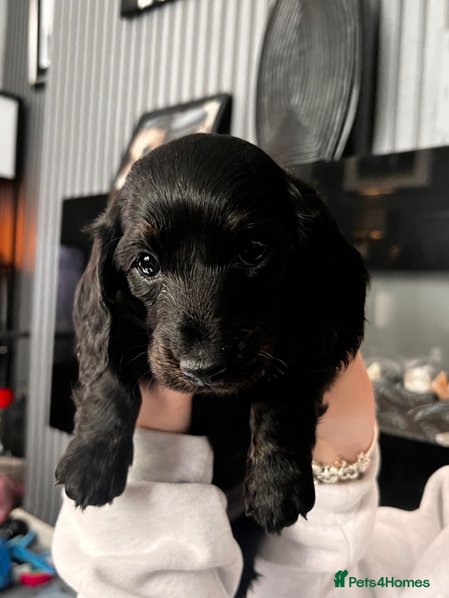 Miniature Dachshund dogs Longhaired miniature dachshund pups - Advert 5