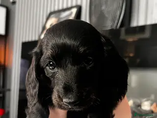 Miniature Dachshund dogs Longhaired miniature dachshund pups - Advert 5