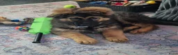 German Shepherd dogs for sale: German Shepherd puppy - Advert 2
