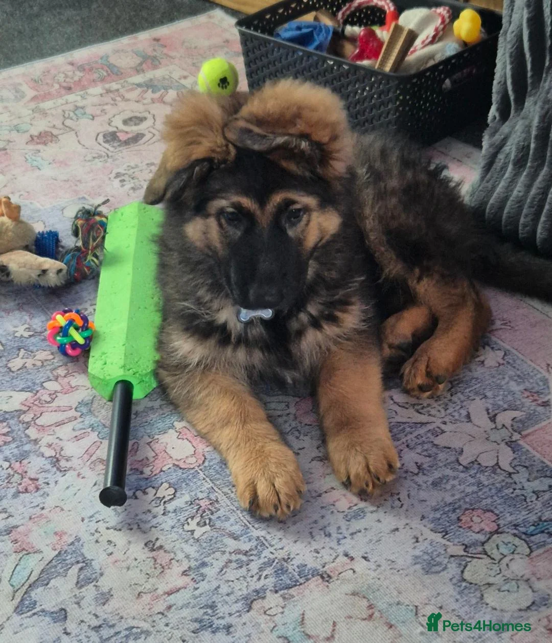 German Shepherd dogs for sale: German Shepherd puppy - Advert 2