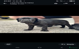 Cane Corso dogs for sale: Last 3 of the 10 cane cane corso puppys left  - Image 17