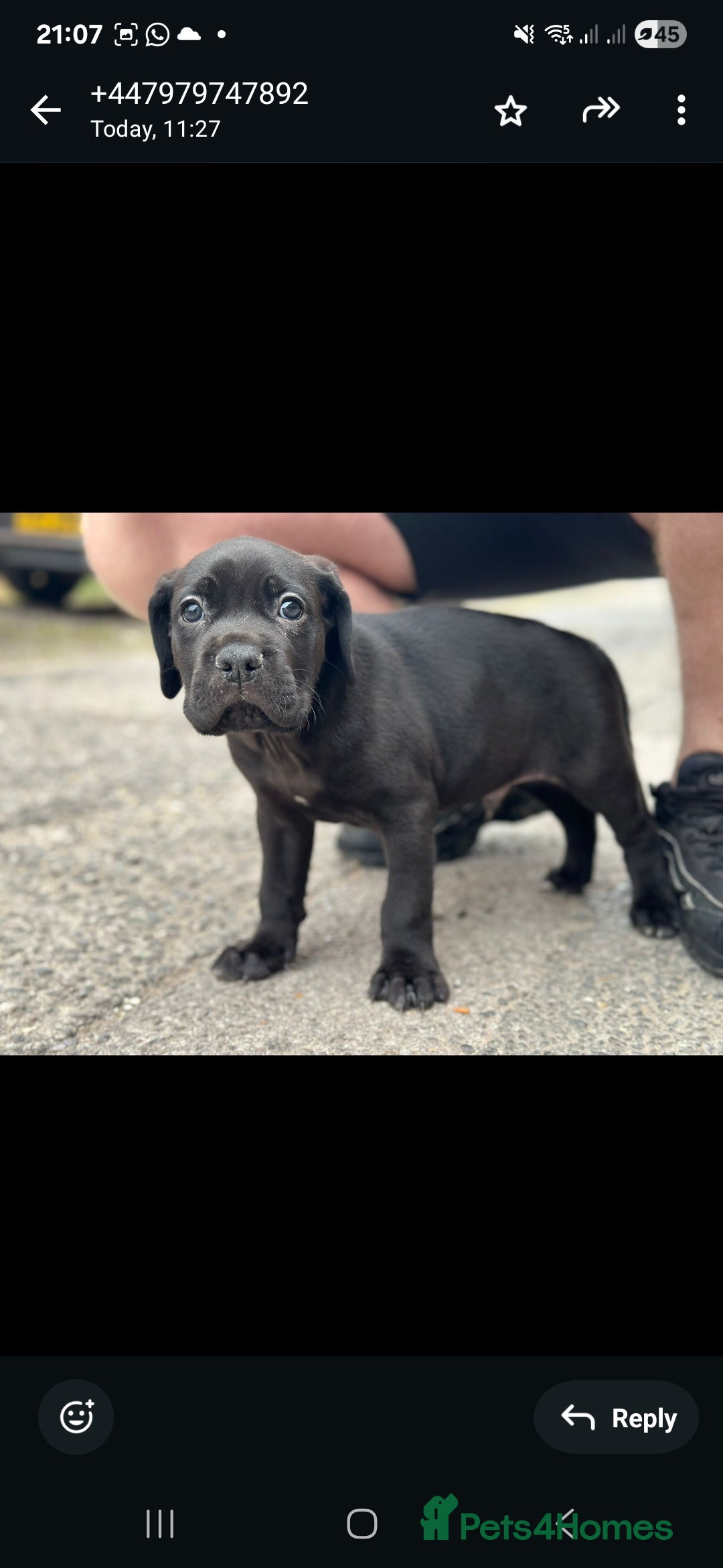 Cane Corso dogs for sale: Last 3 of the 10 cane cane corso puppys left  - Image 17