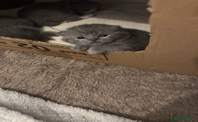 British Shorthair cats 🧸✨6 Chunky British Shorthair Kittens For Sale✨🧸 - Advert 9