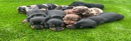 Dachshund dogs for sale: Beautiful Dachshund Puppies  - Advert 5
