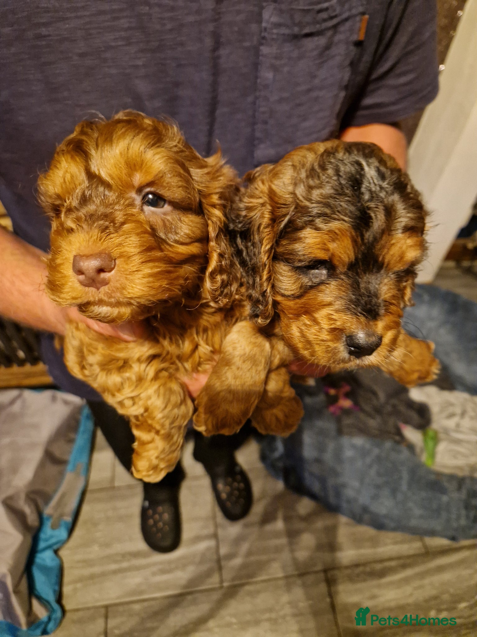 Cockapoo dogs for sale: RED AND SABLE F1 COCKAPOOS FOR SALE - Advert 15