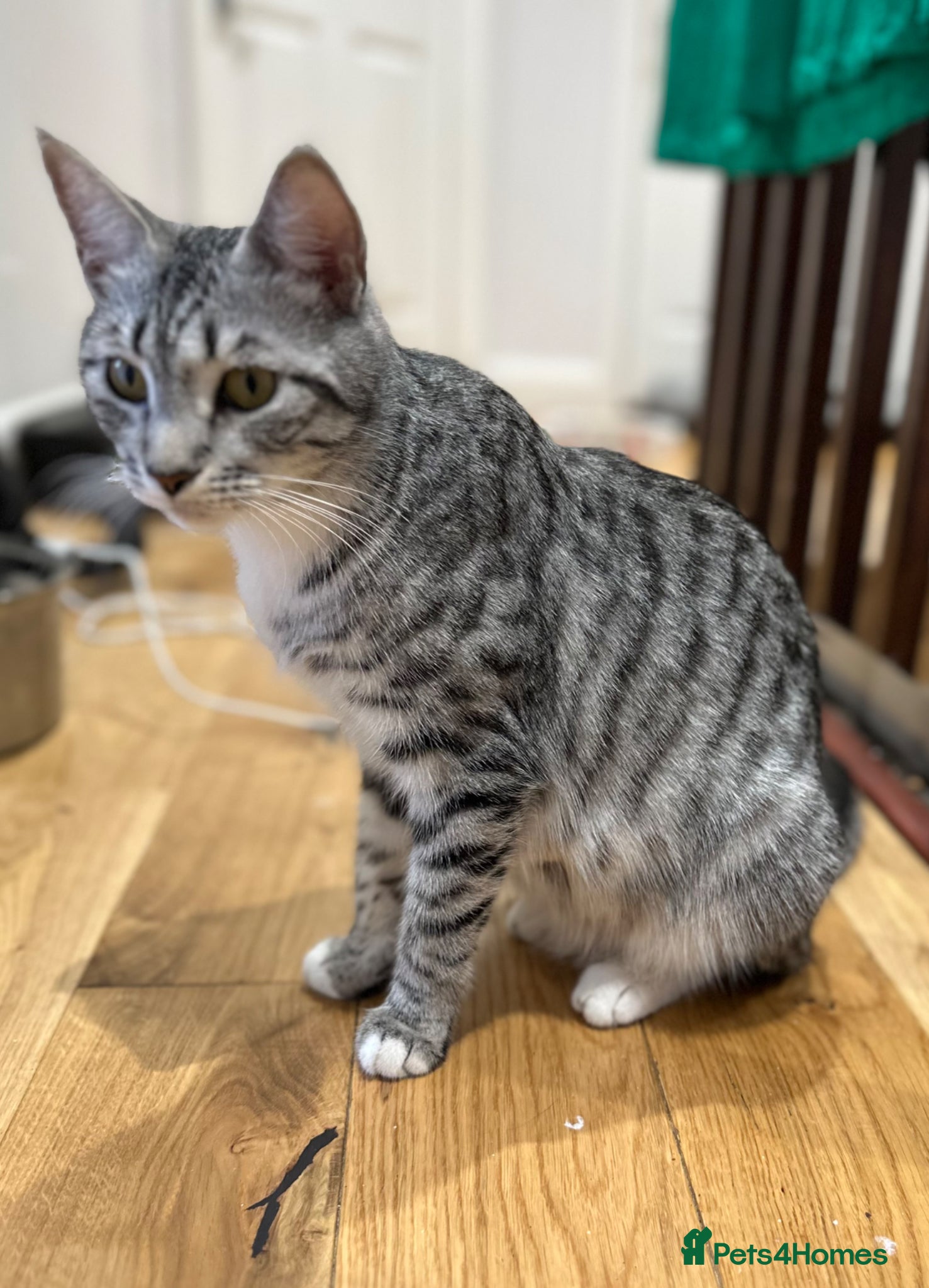 Mixed Breed cats 3 Beautiful Kittens! Ready to Leave 21 May! - Advert 1