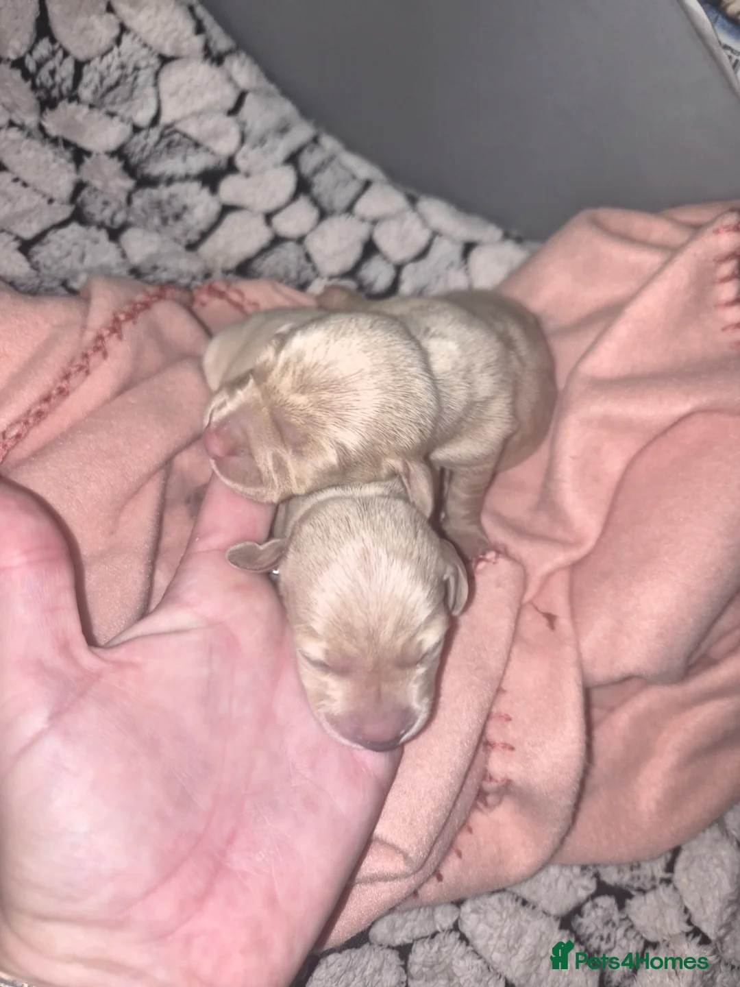 Miniature Dachshund dogs for sale: Stunning cream miniture dachshunds  in Milton Keynes - Advert 1