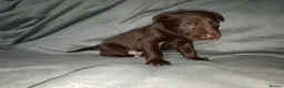 Mixed Breed dogs for sale: Ready to leave £500 ono - Advert 28