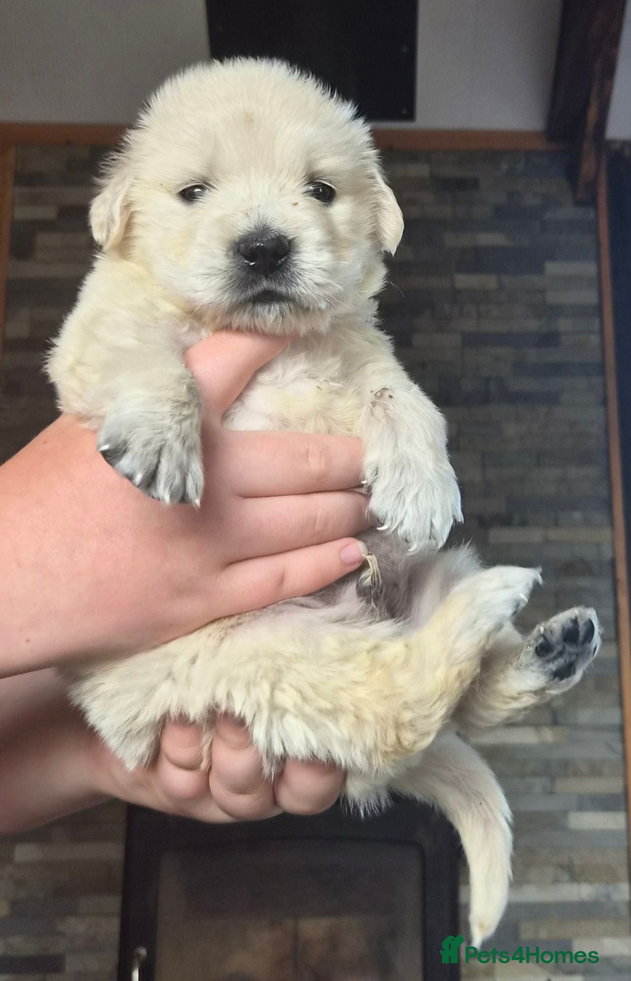 Golden Retriever dogs Exceptional  health tested male Golden Retriever - Advert 1