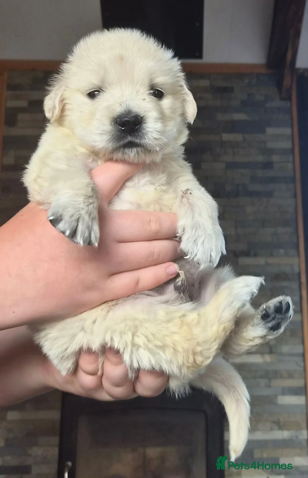 Golden Retriever dogs for sale: Exceptional  health tested male Golden Retriever - Advert 1