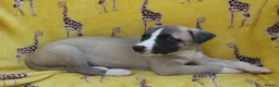 Whippet dogs for sale: Quality KC whippet pups from heart tested psrents in Stoke-on-Trent - Advert 6