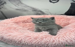 British Shorthair cats for sale: Adorable British blue Shorthair Kittens  - Image 21