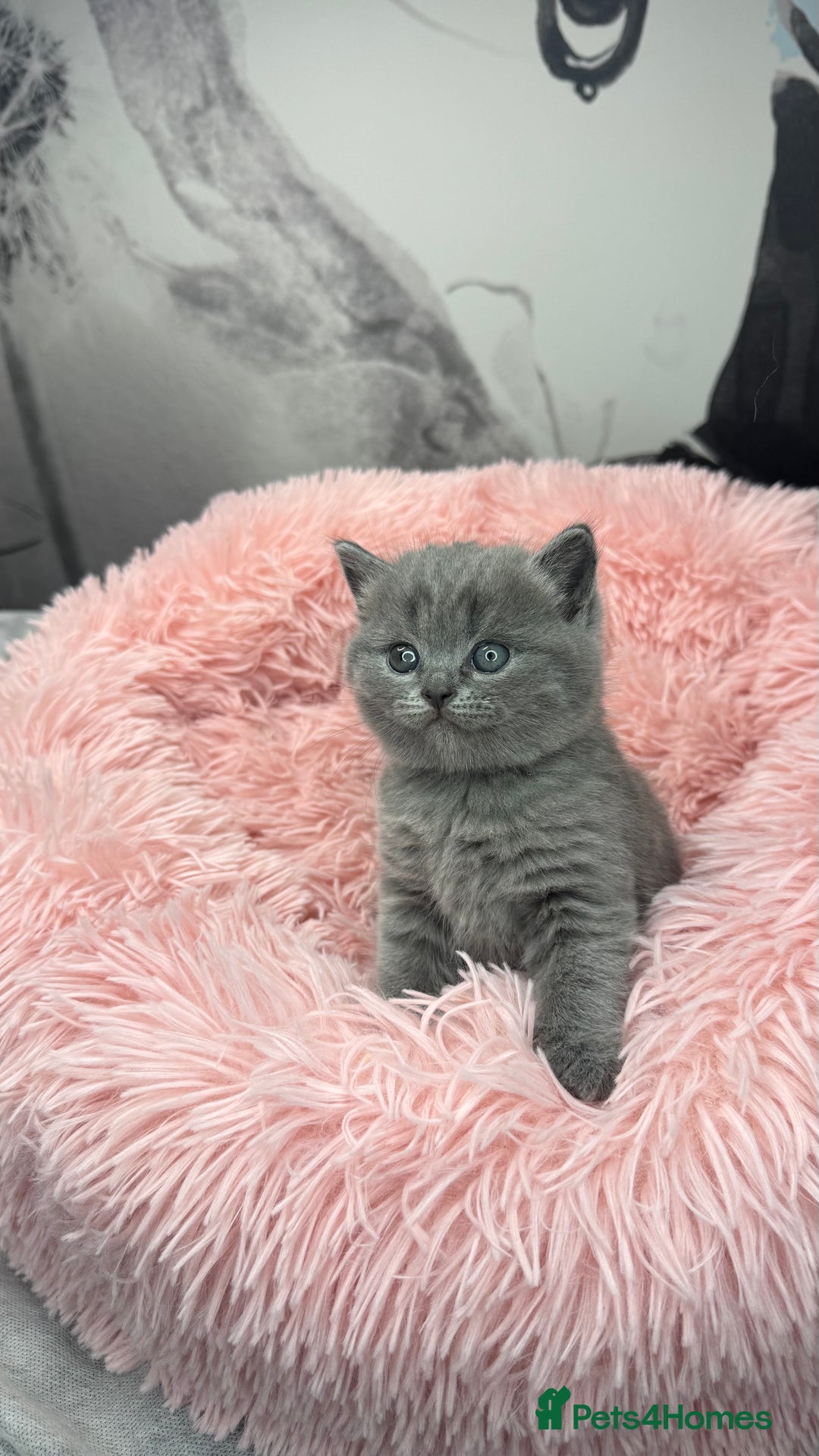 British Shorthair cats for sale: Adorable British blue Shorthair Kittens  - Image 21