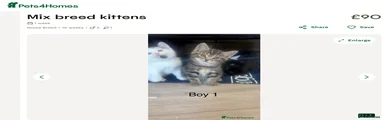 Mixed Breed Kitten 1