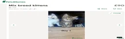 Mixed Breed cats for sale: Beautiful 10-week-old mixed breed male kitten in London - Advert 5