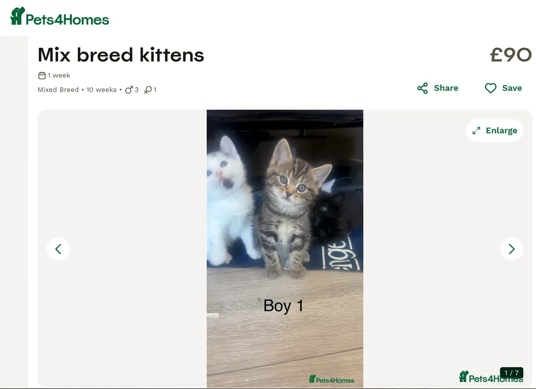 Mixed Breed cats for sale: Beautiful 10-week-old mixed breed male kitten in London - Advert 5