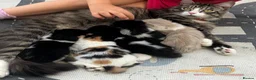 Mixed Breed cats for sale: 4 little kittens on sale in Chelmsford - Advert 5