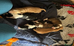 Cocker Spaniel dogs for sale: Beautiful cocker puppies  - Image 1