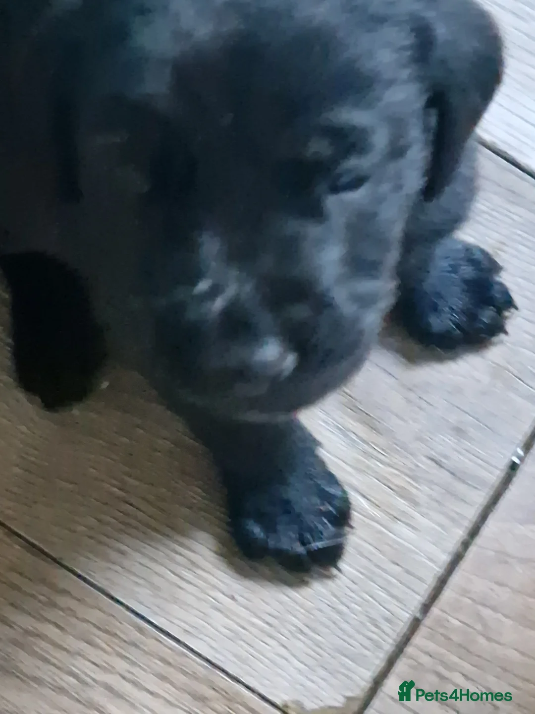 Labrador Retriever dogs for sale: Labrador puppies  - Advert 10