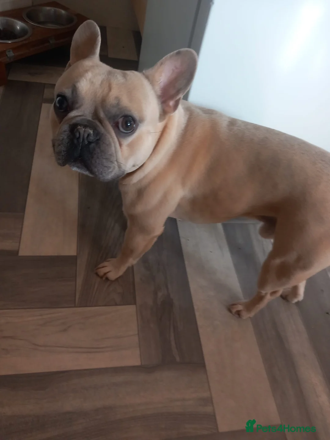 French Bulldog dogs for stud: French bull dog for stud - Advert 2