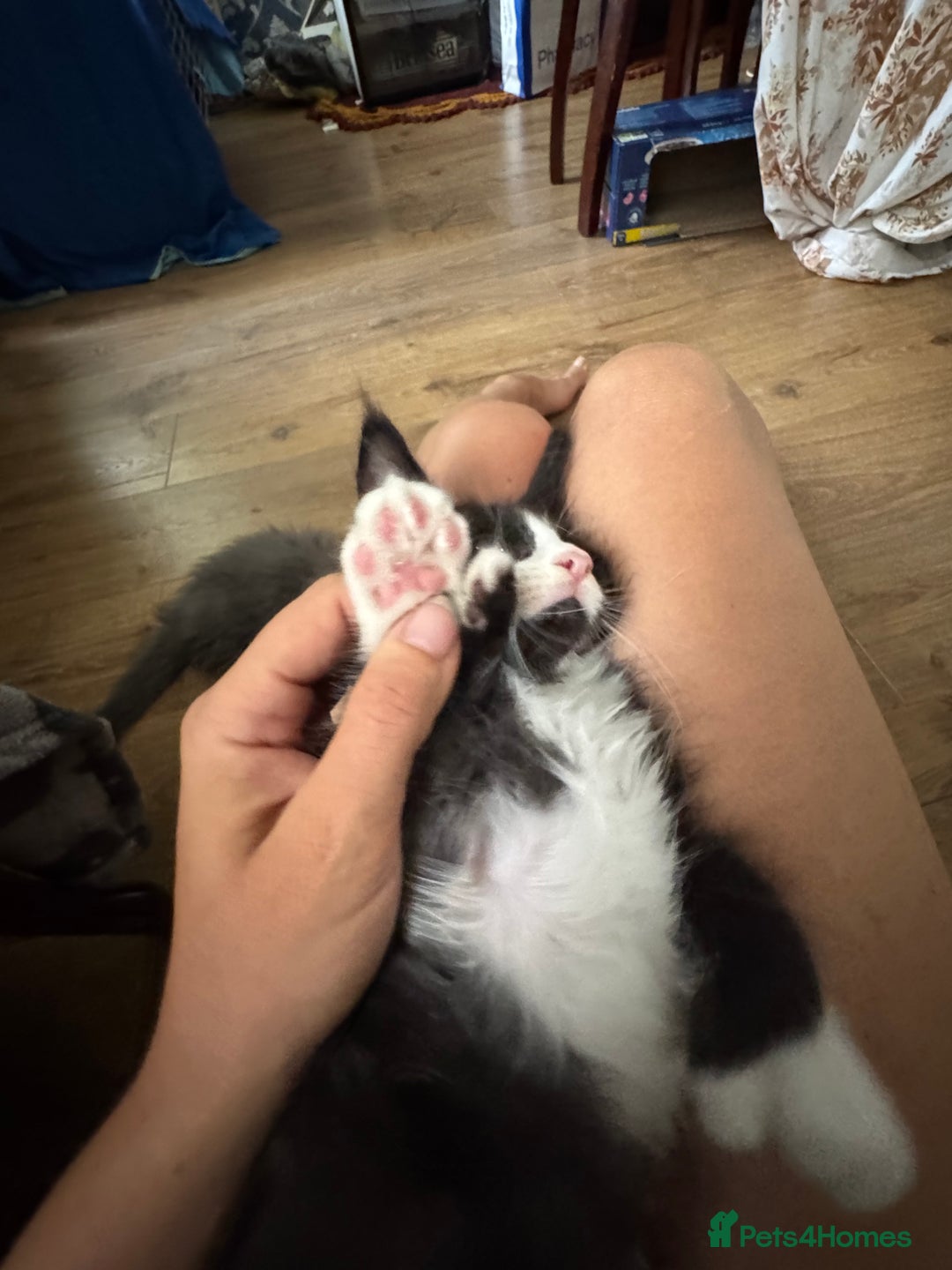Maine Coon cats for sale: TICA registered large MaineCoon polydactyl kittens - Image 4