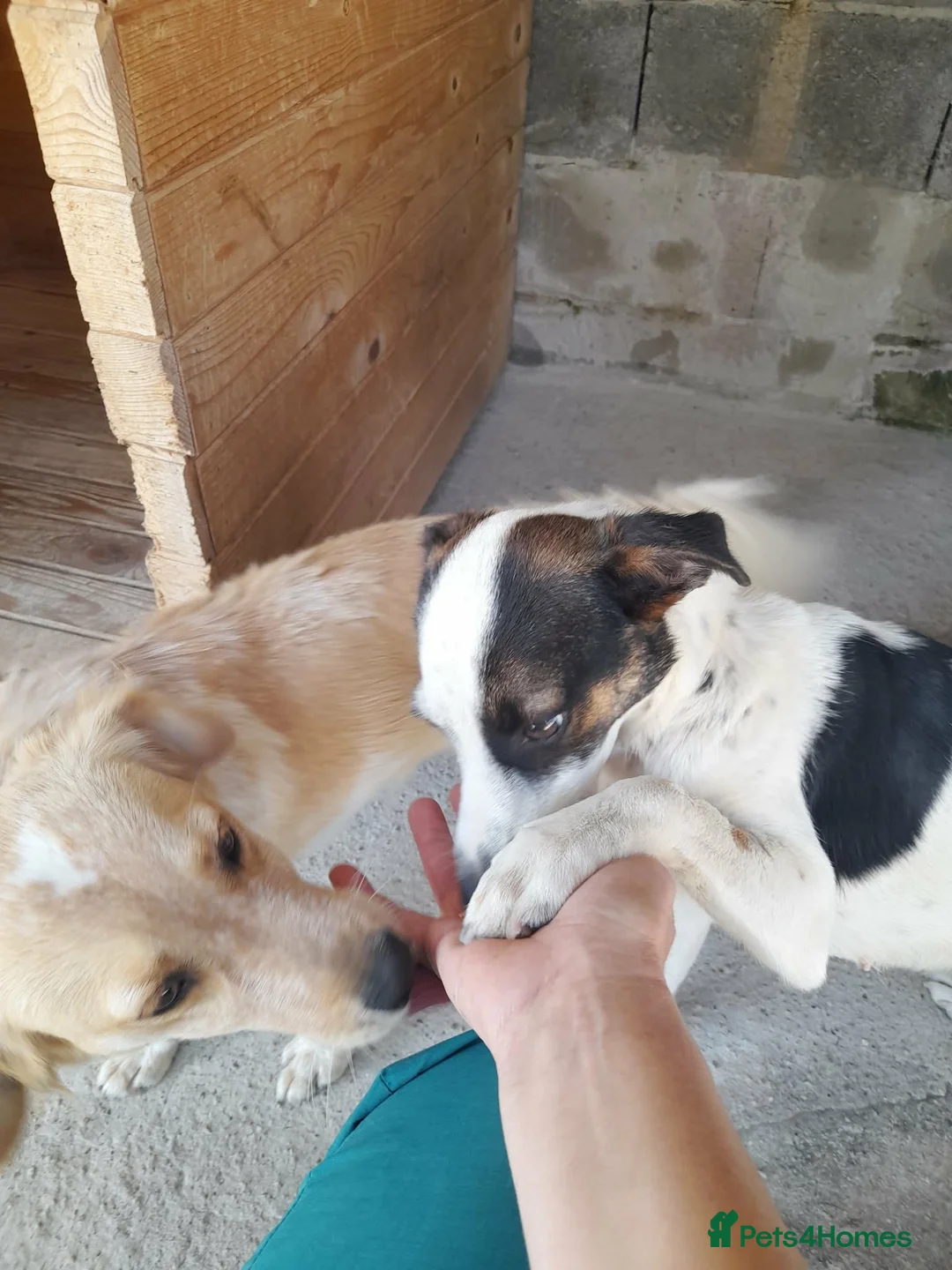 Mixed Breed dogs for adoption: Sun, 1.5 yrs approx. Available for adoption. - Advert 5