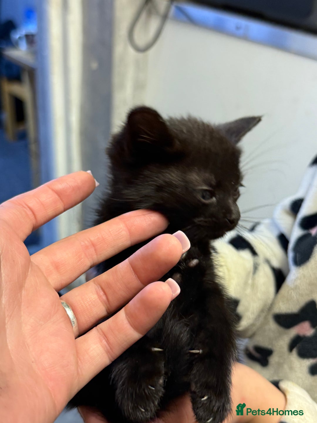 Mixed Breed cats for sale: THREE BLACK KITTENS AVAILABLE  - Image 18