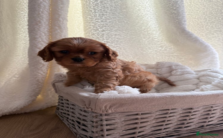 Cavalier King Charles Spaniel dogs - Advert 1