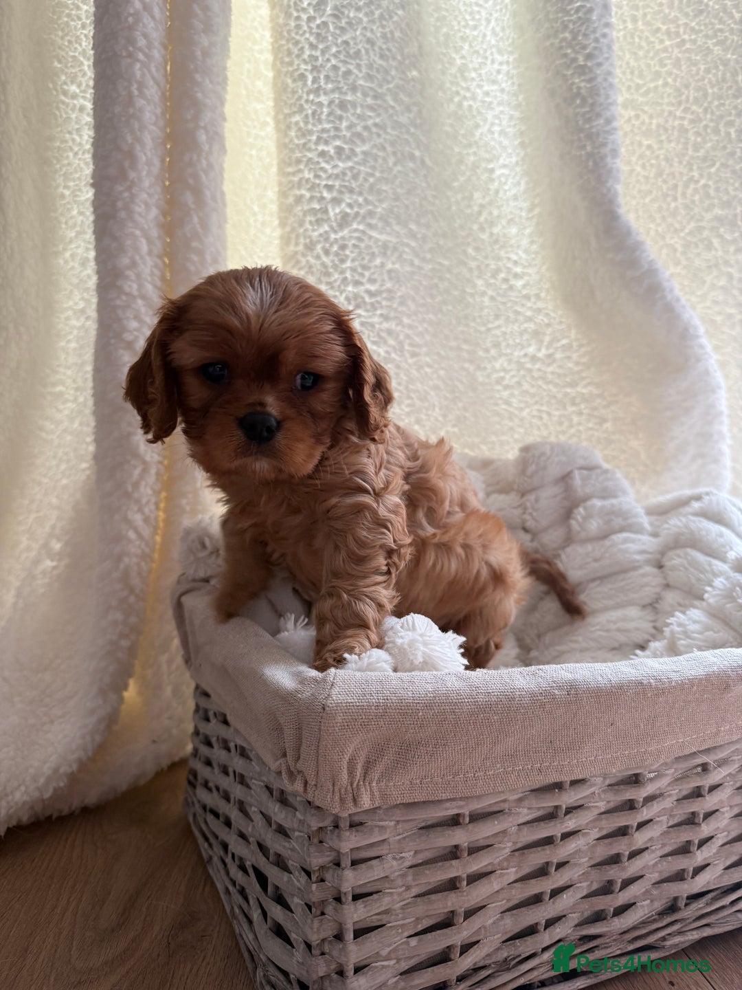 Cavalier King Charles Spaniel dogs for sale: ONE RUBY BOY LEFT Cavalier King Charles  - Image 1