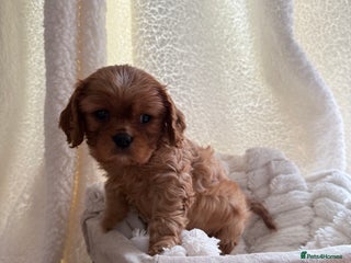 Cavalier King Charles Spaniel dogs - Advert 3