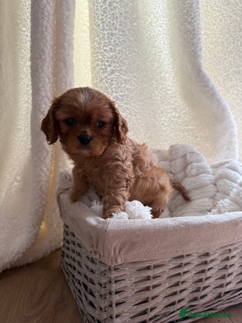 Cavalier King Charles Spaniel dogs - Advert 5