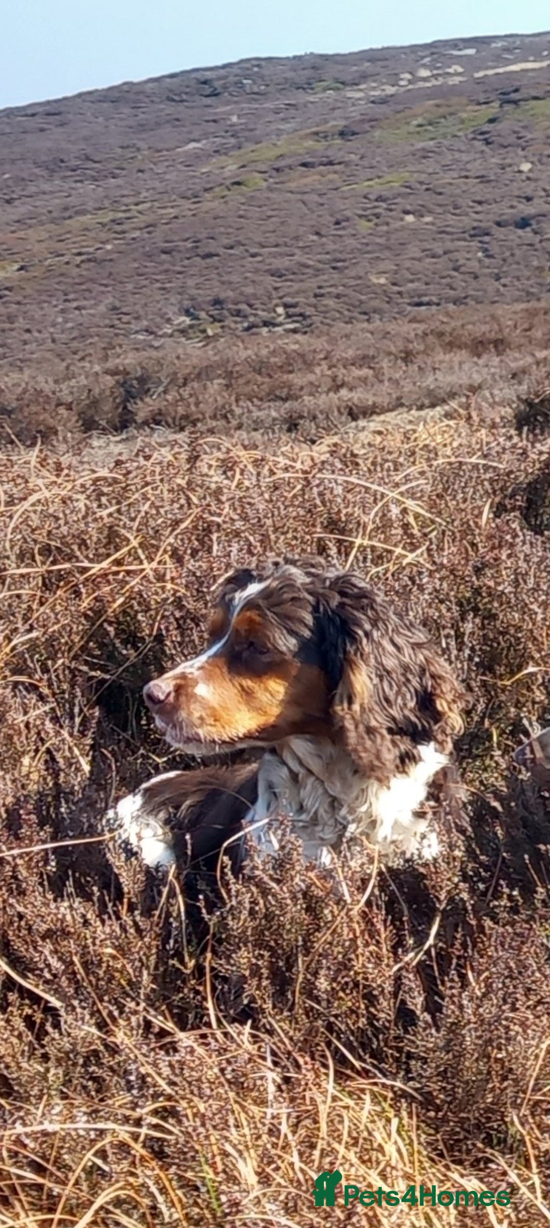 Cocker Spaniel dogs for sale: Beautiful kc reg cocker spaniels - Image 7