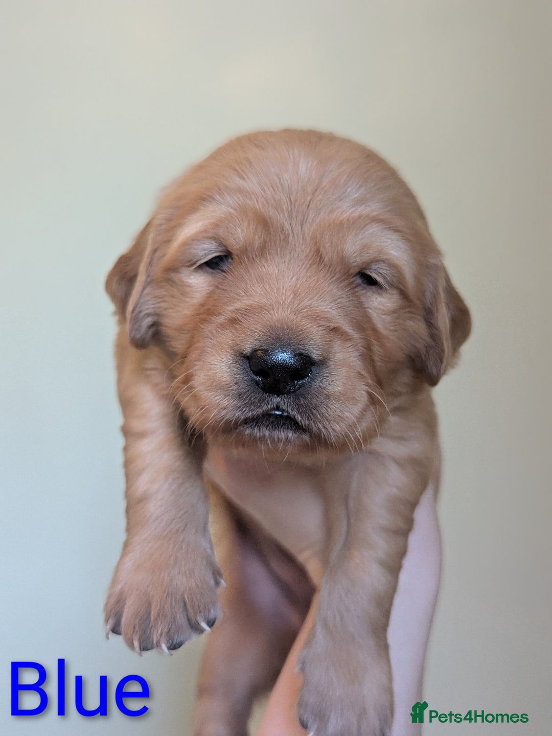Golden Retriever dogs for sale: KC Registered Golden Retriever Puppies  - Advert 22