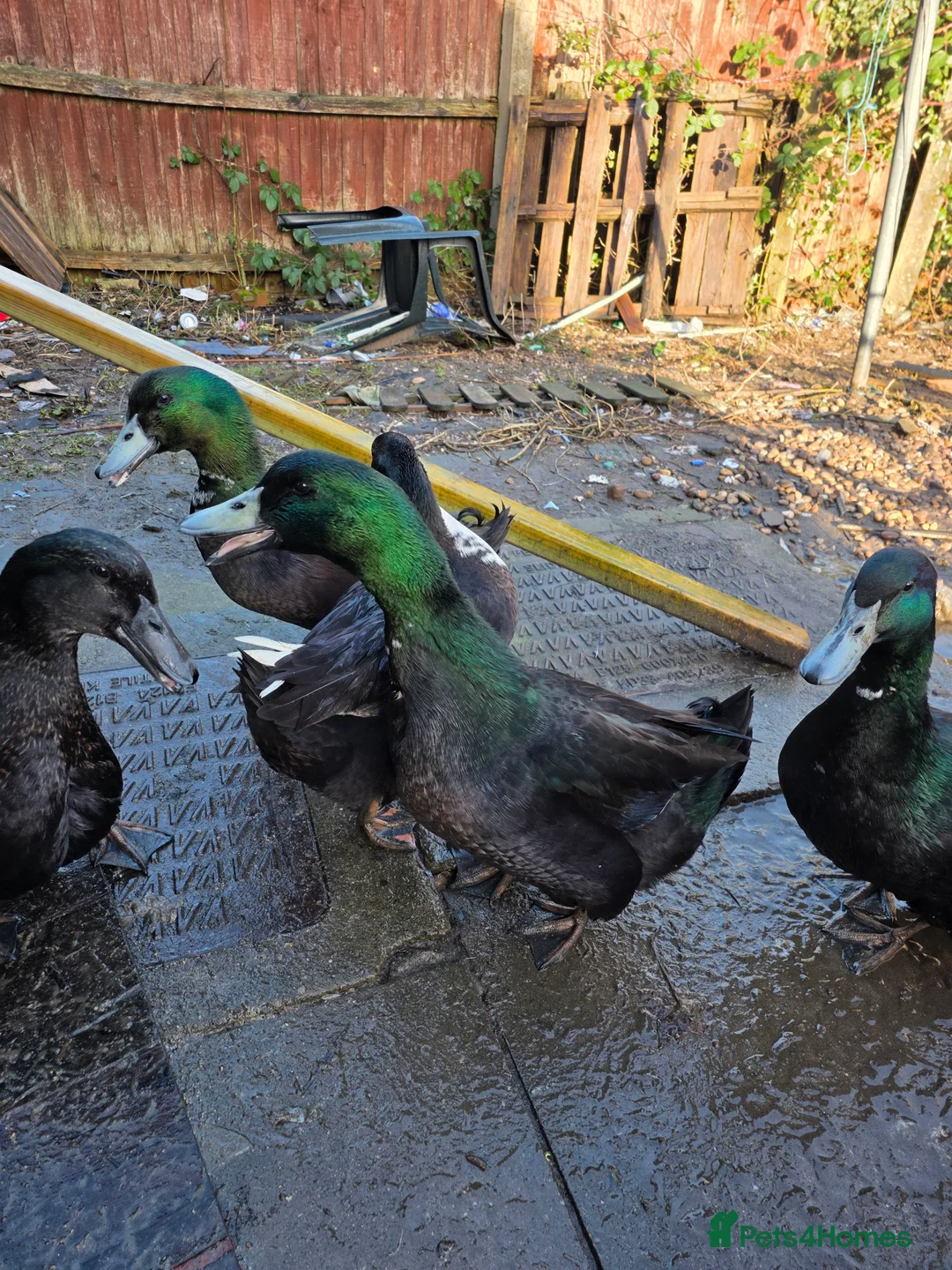 Ducks poultry for sale: 7 lovely ducks for rehoming - Advert 3
