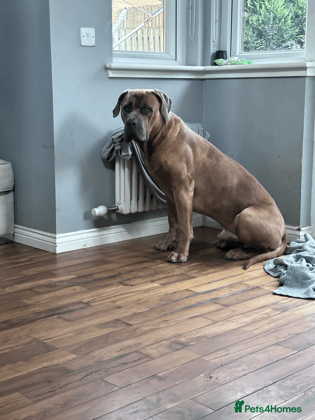 Cane Corso dogs for sale: Cane Corso – Loving Home Needed in Glasgow - Advert 2