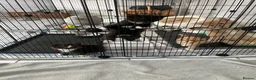 Mixed Breed cats for sale: British Shorthair Mix Kittens  - Advert 12