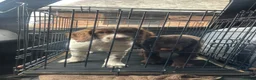 English Springer Spaniel dogs for sale: Springer Dog 🏡 in Penrith - Advert 5