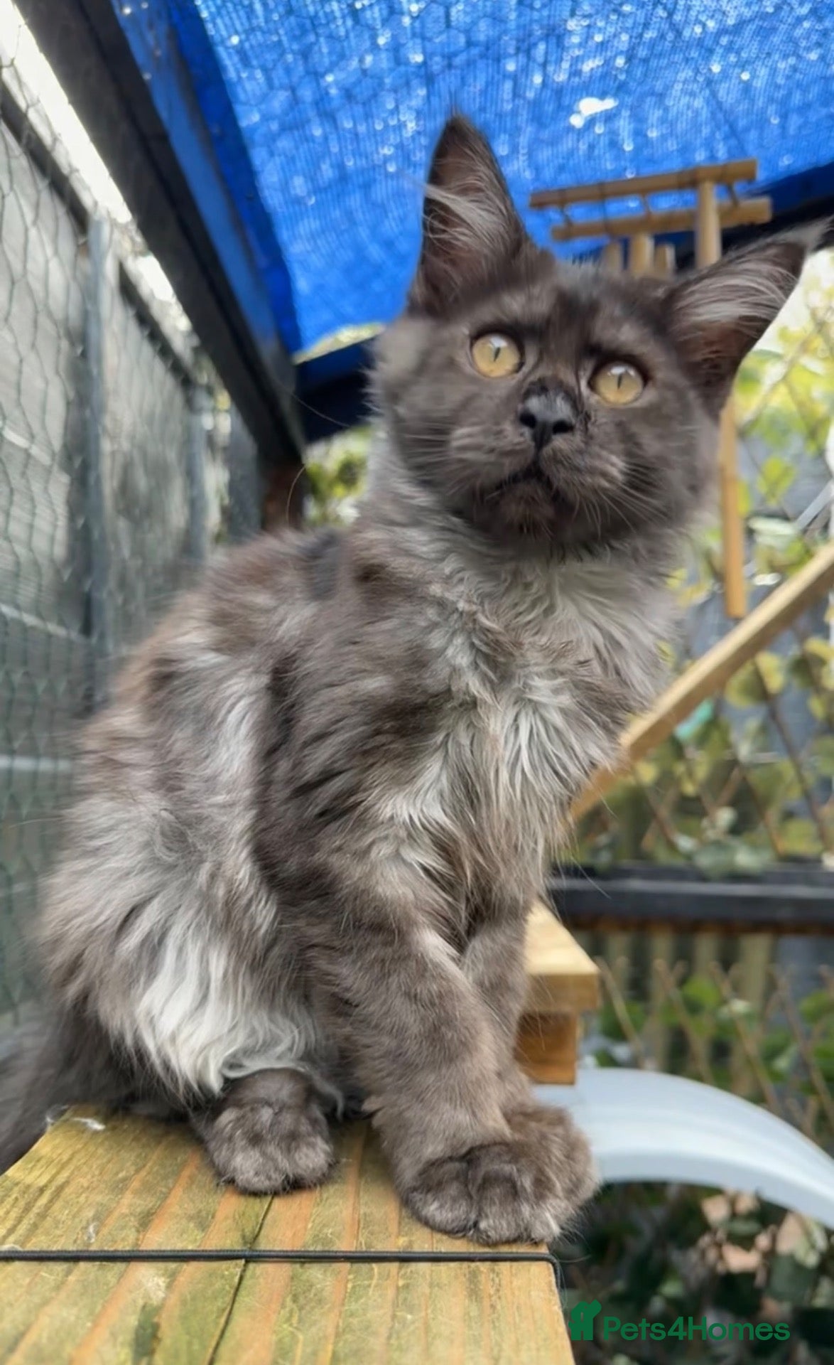 Maine Coon cats Friendly XL registered Russian Mainecoon kittens - Advert 19