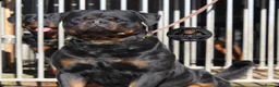 Rottweiler dogs for stud: Outstanding KC Registered Rottweiler Stud Simba - Advert 2