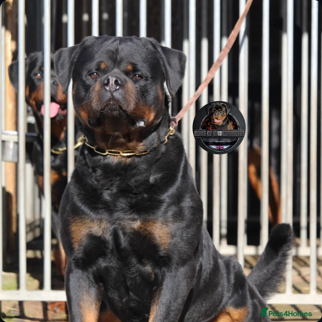 Rottweiler dogs for stud: Outstanding KC Registered Rottweiler Stud Simba - Advert 2