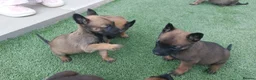 Belgian Shepherd Dog dogs for sale: Outstanding Belgium malinois puppies  - Advert 30
