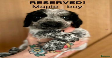 Cocker Spaniel dogs - Advert 10