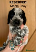 Cocker Spaniel dogs - Advert 10