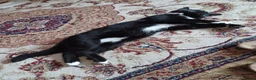 Mixed Breed cats for sale: Gorgeous tabby kitten - Advert 3
