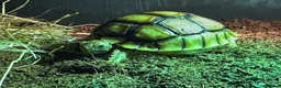Tortoise reptiles for sale: Sulcata tortoise  - Advert 1