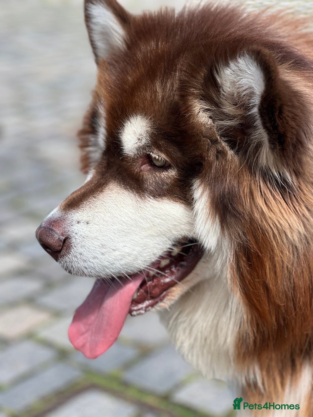 Alaskan Malamute dogs for stud: Handsome boy for stud - Advert 3