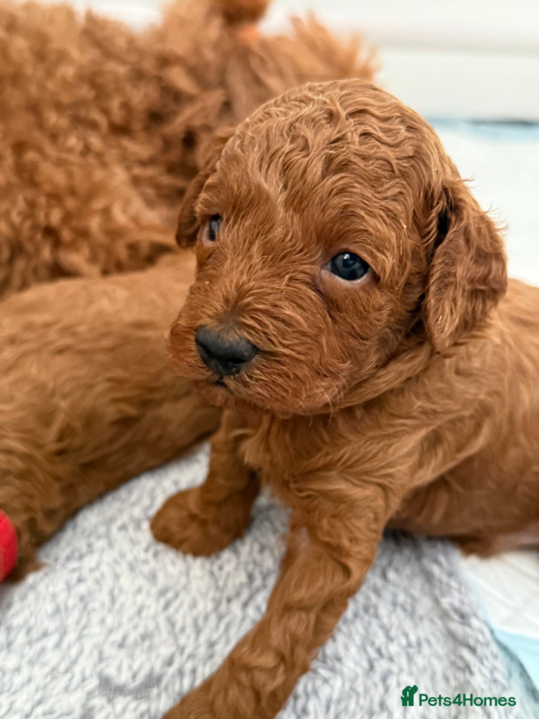 Toy Poodle dogs for sale: 6 Exquisite Red Toy Poodles. Parents DNA Clear - Image 16