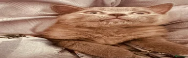 British Shorthair 2