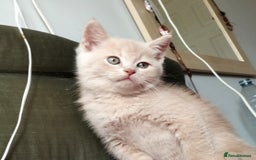 Mixed Breed cats for sale: One boy and 2 girls looking for home - Image 1