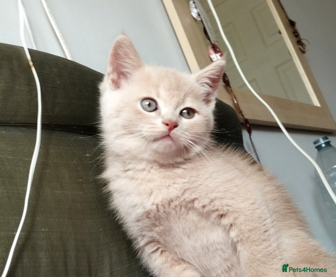 Mixed Breed cats for sale: One boy and 2 girls looking for home - Image 1